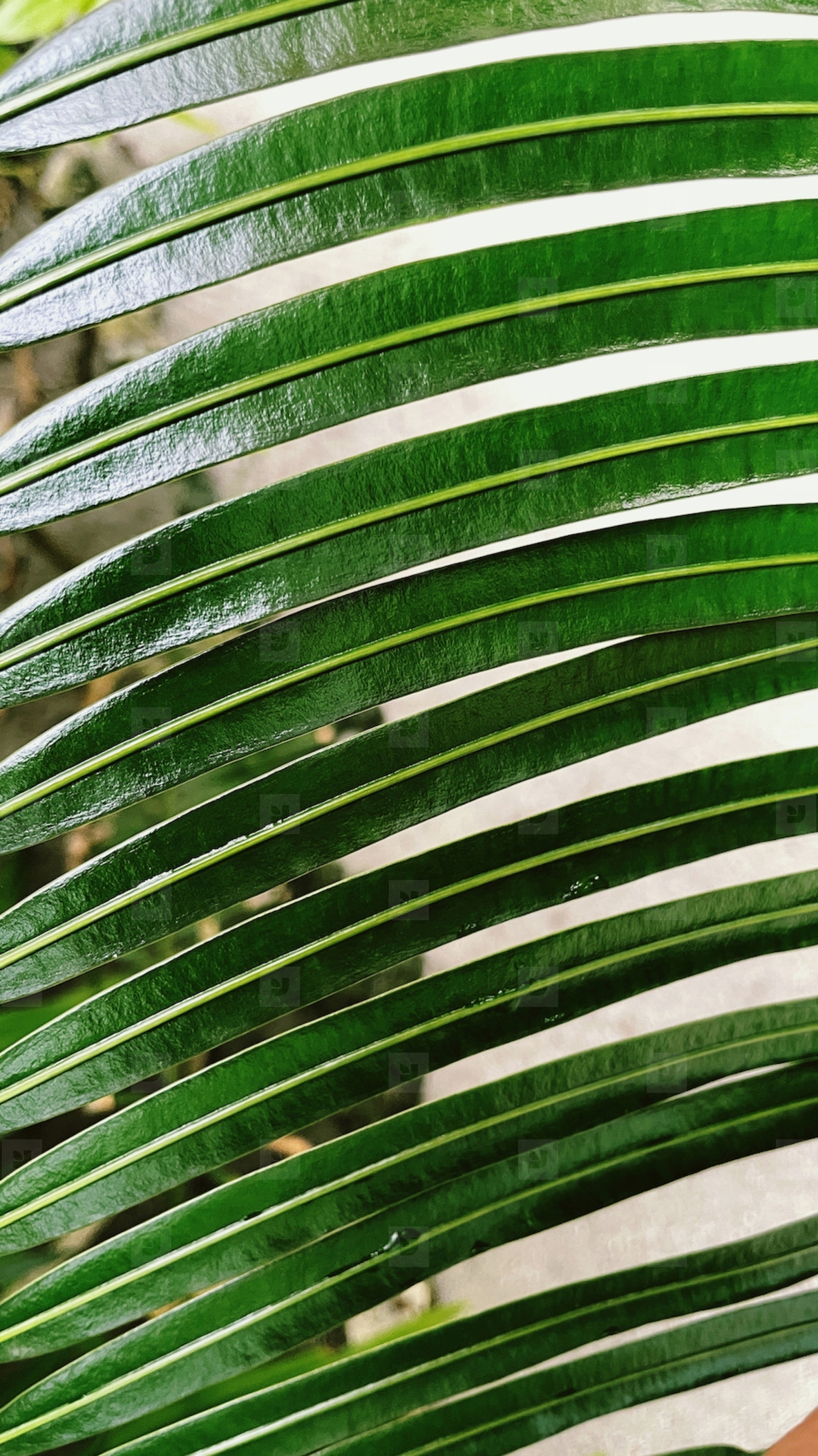 Part of a palm branch with many leaves