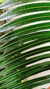 Part of a palm branch with many leaves
