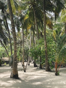 Palm trees on a tropical island