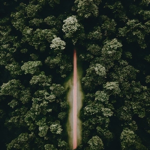 Forest Drone 7