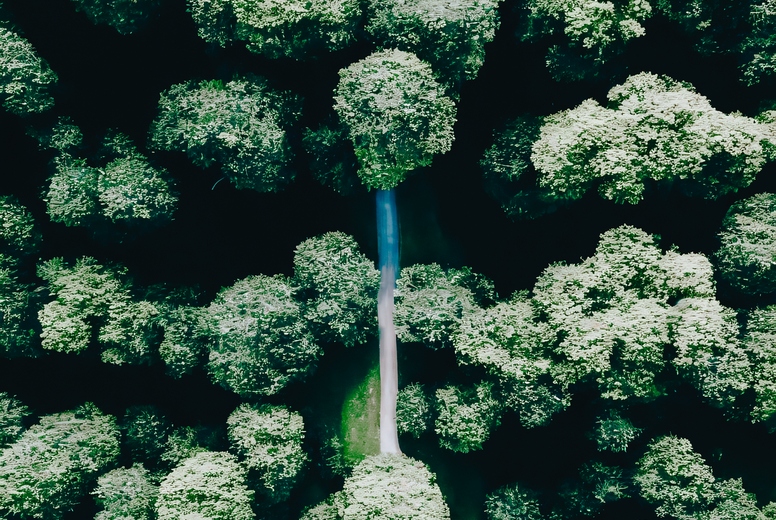 Drone Forest 3