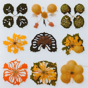 3D Botanical Images 9