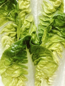 Shot from above of a lettuce leaves