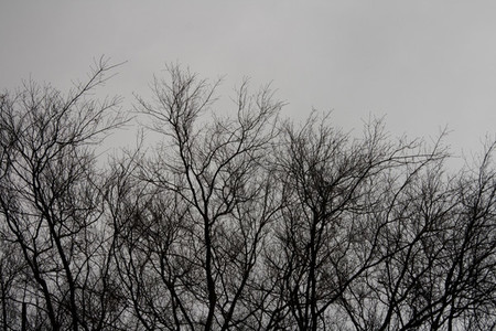 Tree branches silhouettte