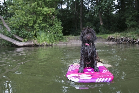 Portrait cute wet Barbet dog riding paddleboard on lake