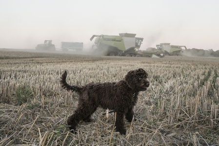 Cute Barbet dog in rural farm field with combine harvester