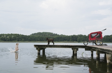 Dog watching girl diving into lake from dock