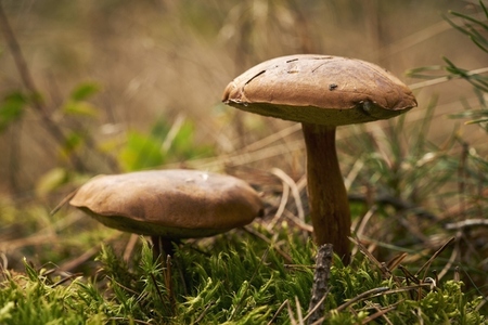 Close up Bay Bolete mushrooms growing in woods