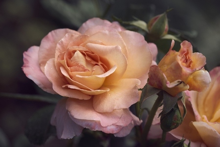 Beautiful pink and peach colored roses growing on bush