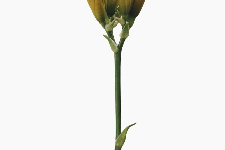 Orange lily buds on stem against white background