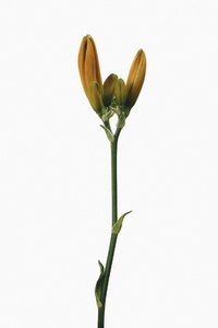 Orange lily buds on stem against white background