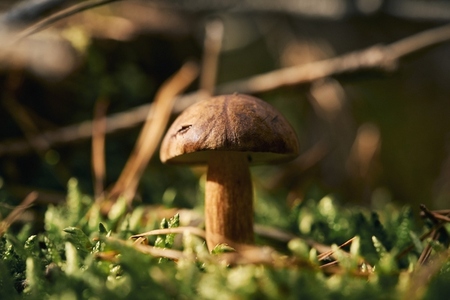 Brown Bay Bolete mushroom growing in sunny woods