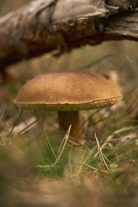 Bay Bolete mushroom growing under fallen tree