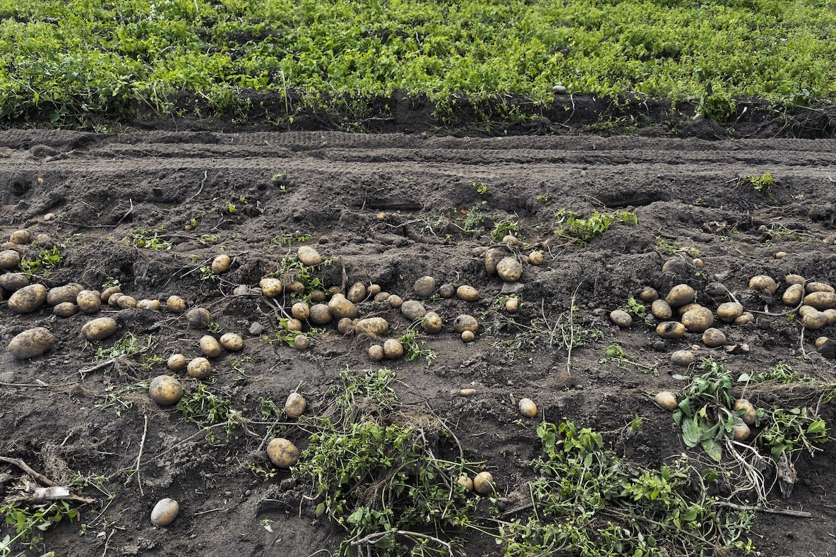 Potatoes growing in rural field
