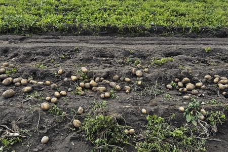 Potatoes growing in rural field