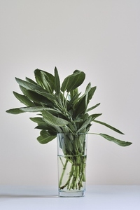 Still life fresh sage in glass of water on white background