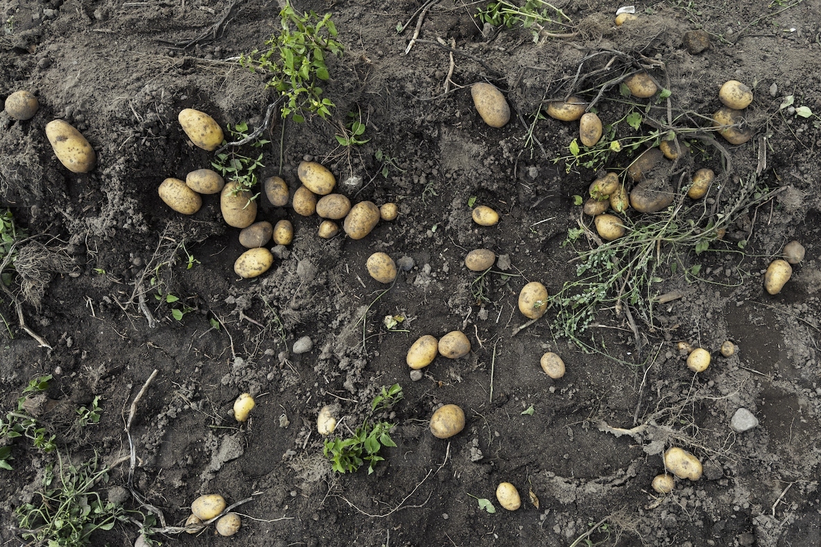 View from above rustic potatoes growing in dirt
