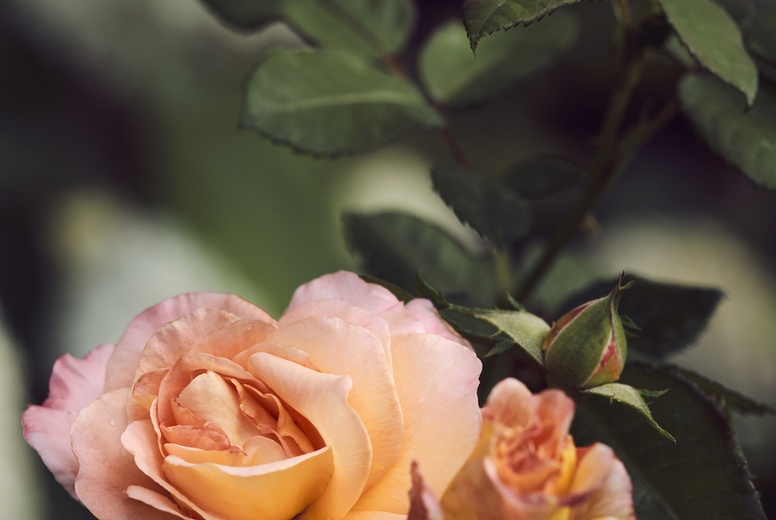 Close up beautiful pink and peach colored roses growing on bush