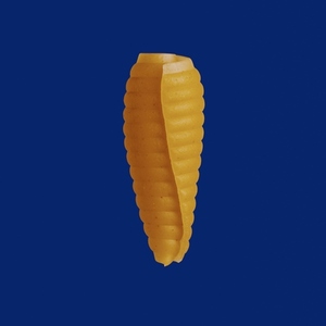 Still life close up raw castellane pasta noodle on blue background