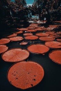 Lilly Pads in Thailand