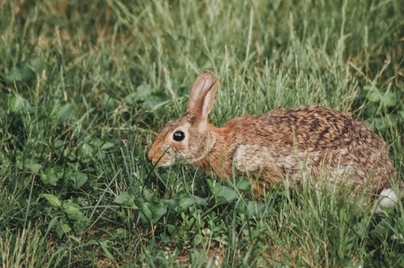 Eastern Cottontail Bunny Rabbit