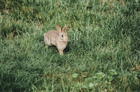 Eastern Cottontail Baby Bunny
