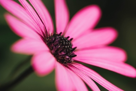 Macro background natural photography with a beautiful daisy with