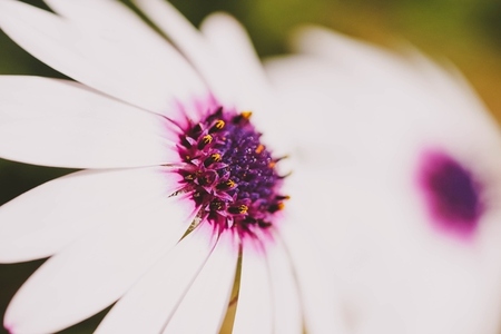 Macro background natural photography with a beautiful daisy with