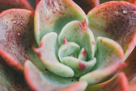 Close up of an echeveria melaco in dark red and green tones