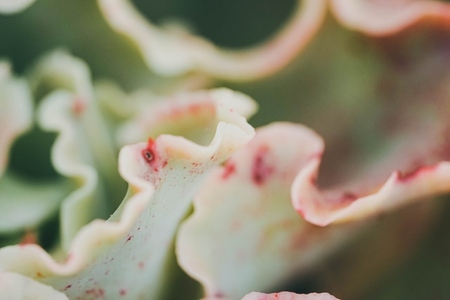 Close up of an exotic succulent plant with waves leaves