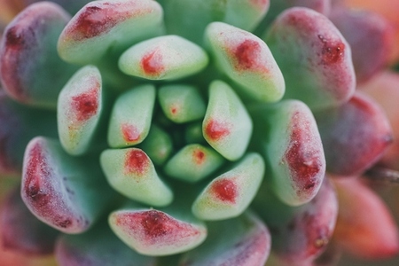 Close up of a sedeveria blue elf in red and green