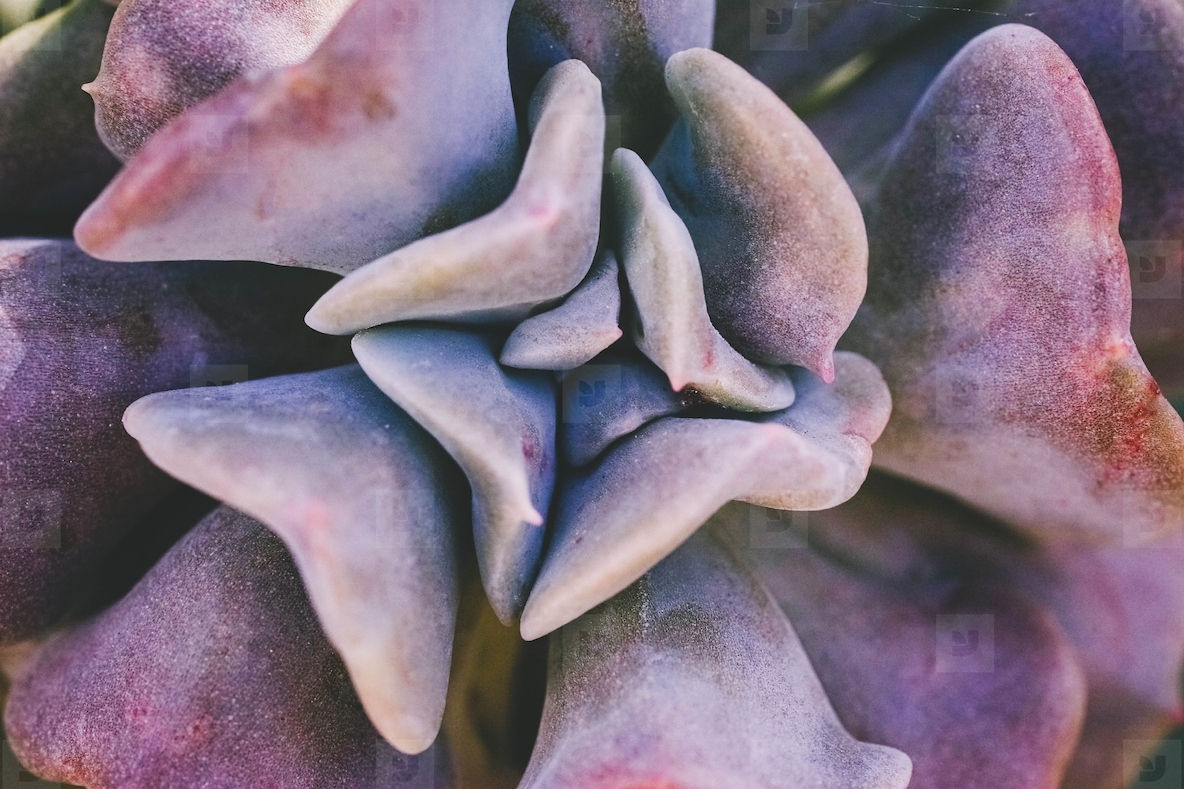 Close up of a purple succulent echeveria cubic frost
