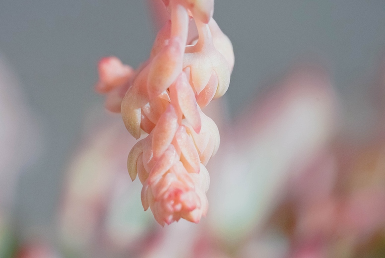 Close up of an exotic succulent echeveria chihuahuensis in bloom