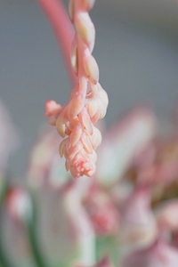 Close up of an exotic succulent echeveria chihuahuensis in bloom