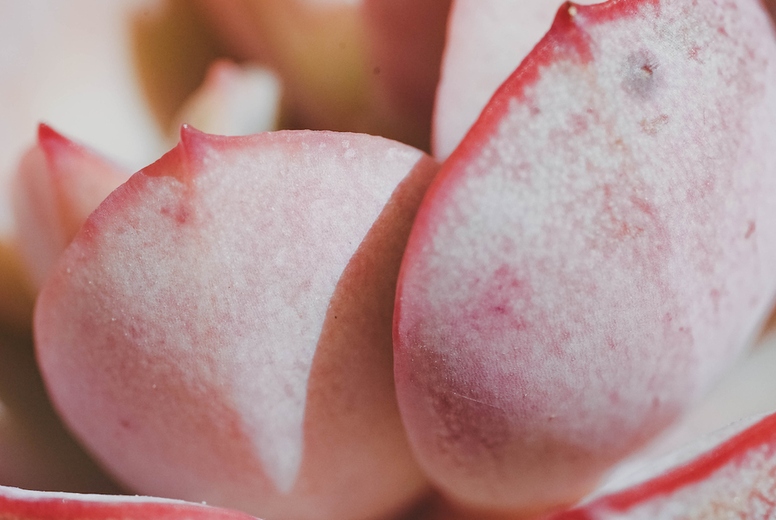 Close up of a pink echeveria subcorimbosa laui