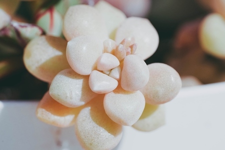 Close up of a white succulent plant graptopetalum mendozae