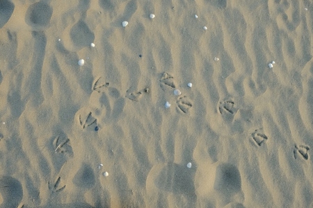 Bird footprints in the sand