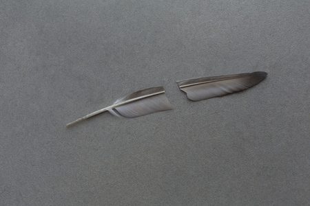 Broken feather on gray background