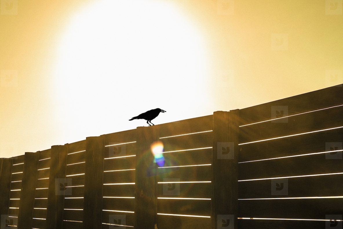 Black crow on wooden fence below sunny sky