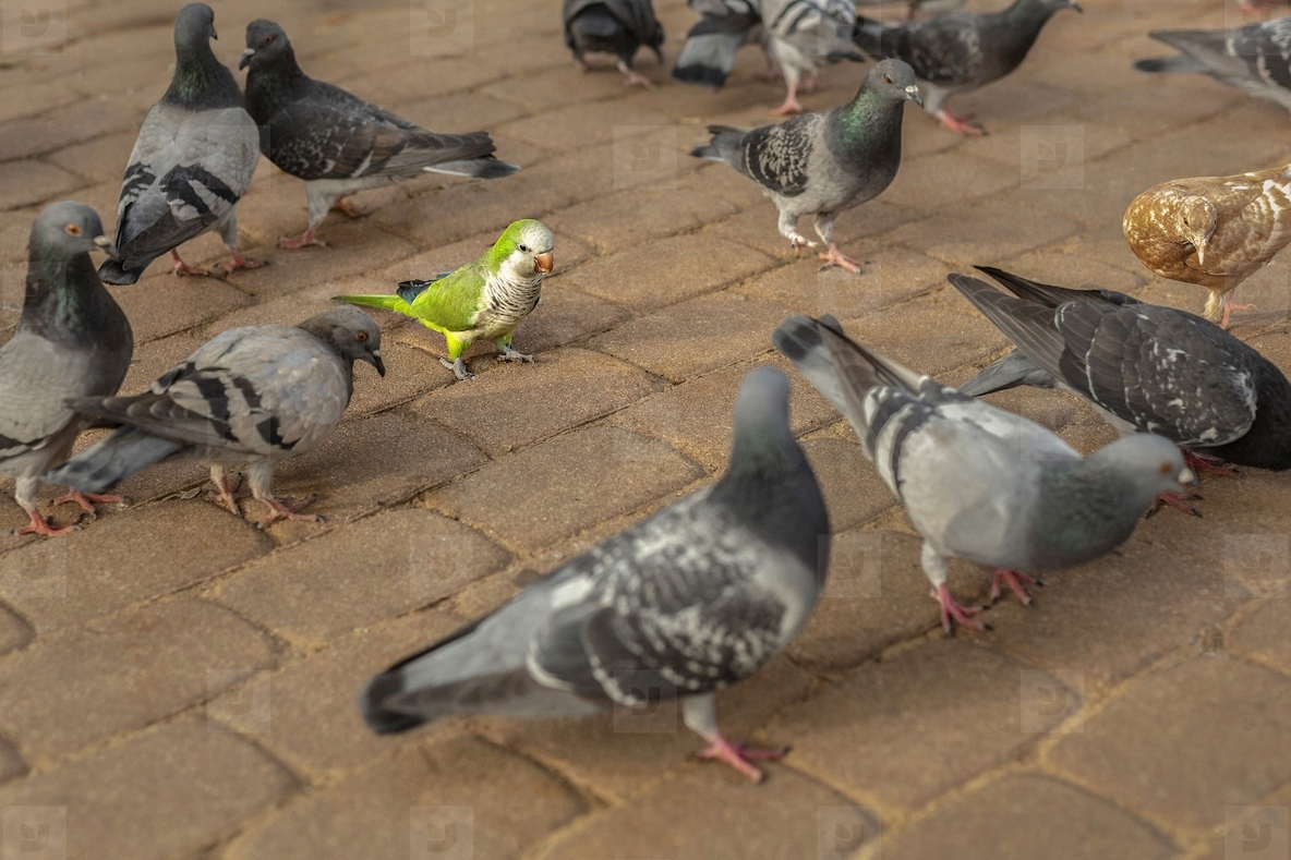 Parakeet among pigeons on cobblestone sidewalk