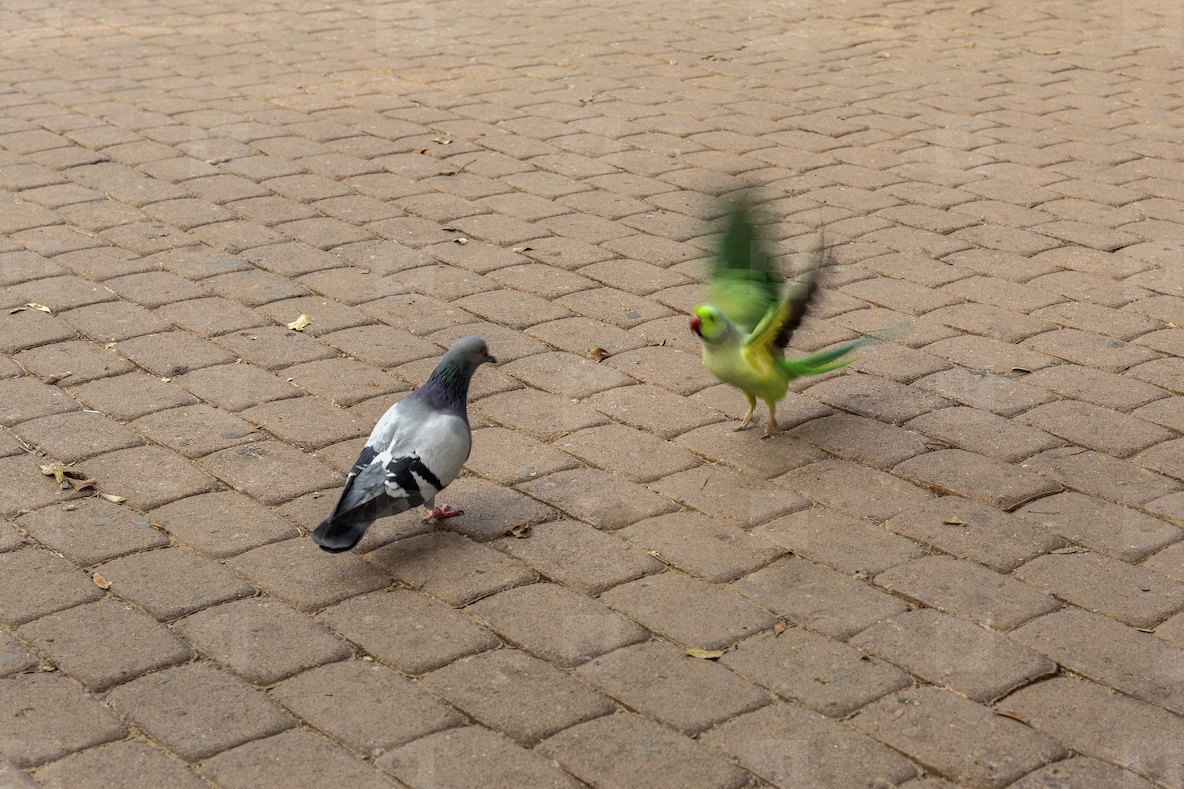 Parakeet flapping wings at pigeon on cobblestone
