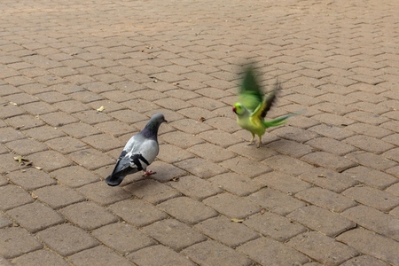 Parakeet flapping wings at pigeon on cobblestone