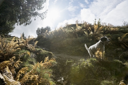 Dog on sunny Hohe Kugel trail in nature with ferns