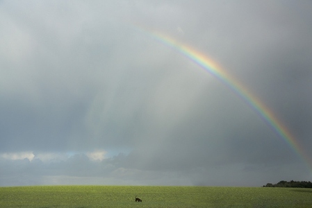 Scenic view dog in rural field below dramatic cloudy sky with rainbow