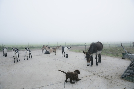 Dog playing with donkey and goats