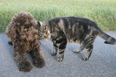 Cat cuddling rubbing against Barbet puppy on sidewalk