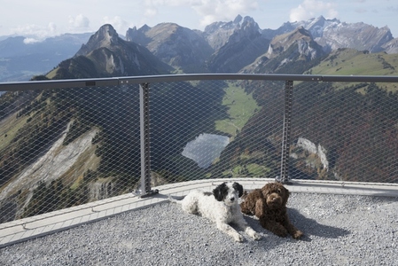 Portrait cute dog laying at scenic gondola station with view of Hoher Kasten mountains