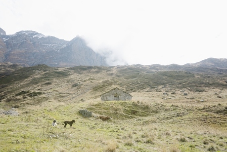 Dogs in rural grassy field below mountains
