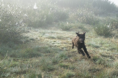 Happy Barbet dog running in rural grassy field