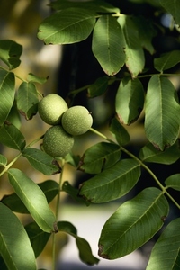 Close up green walnuts growing on sunny tree branch